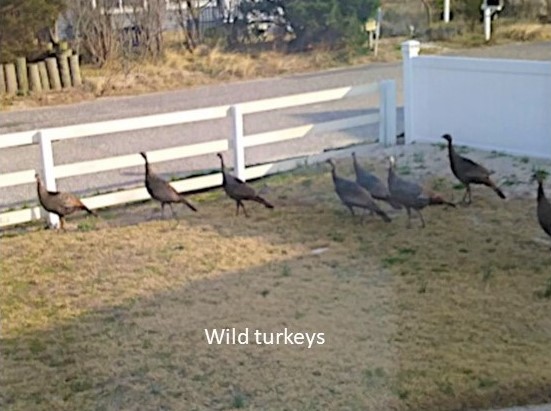 birds turkeys